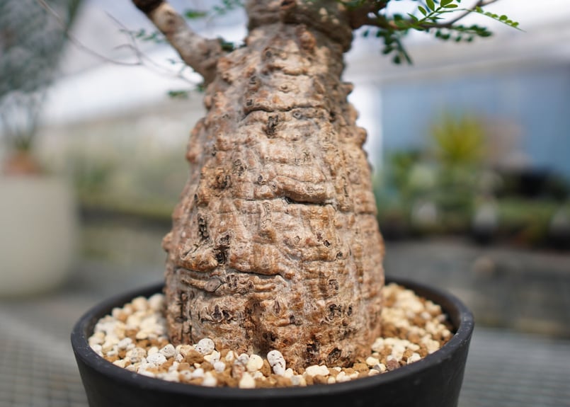 オペルクリカリア パキプス 《2》 | mana's farm:塊根植物・アガベ