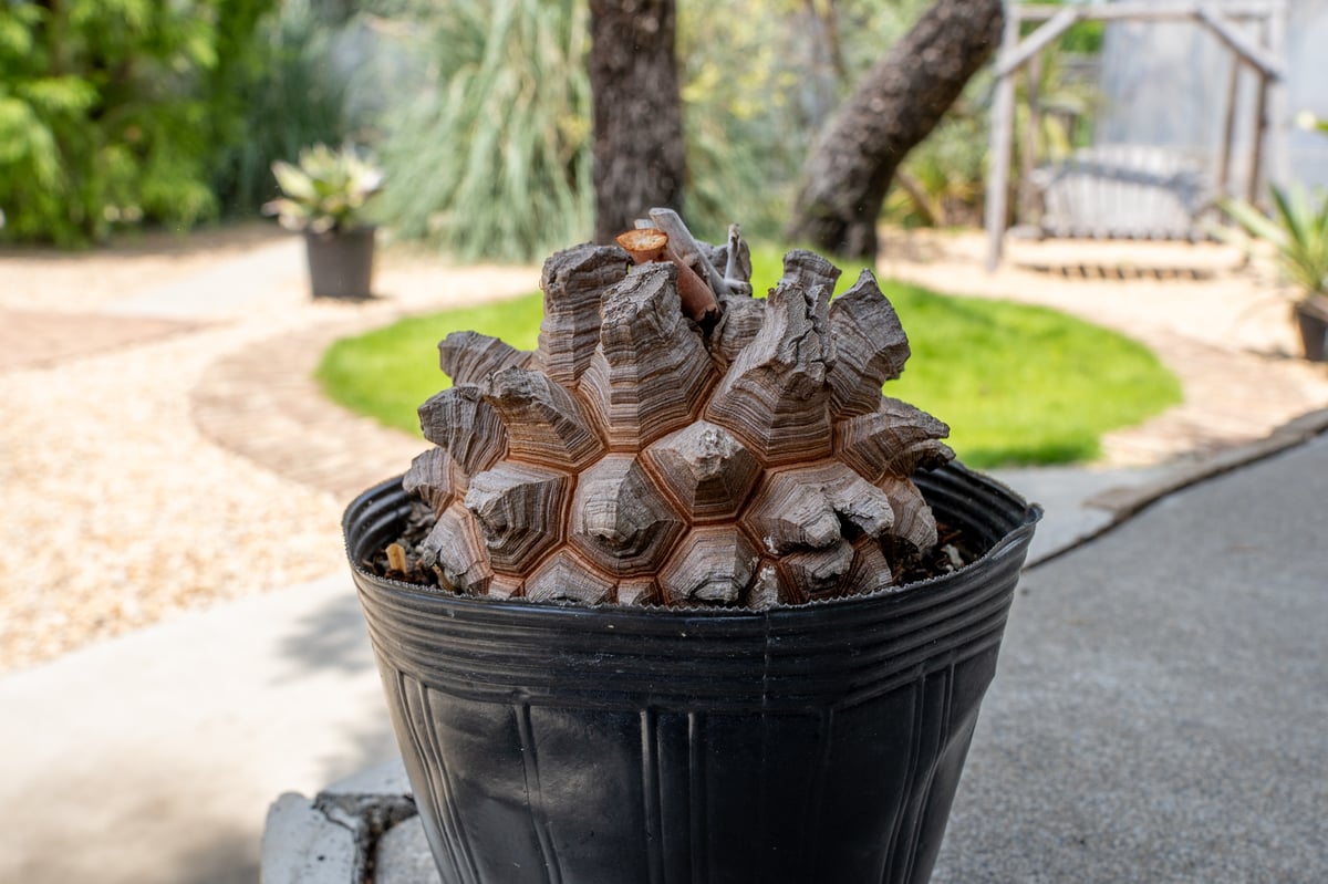 長谷川園芸産】亀甲竜 Dioscorea elephantipes 5寸 | mana's