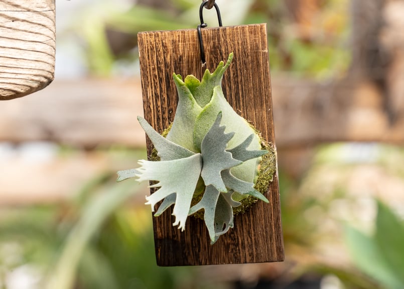 P. willinckii 'Jewel' (spore) | mana's farm:塊根植