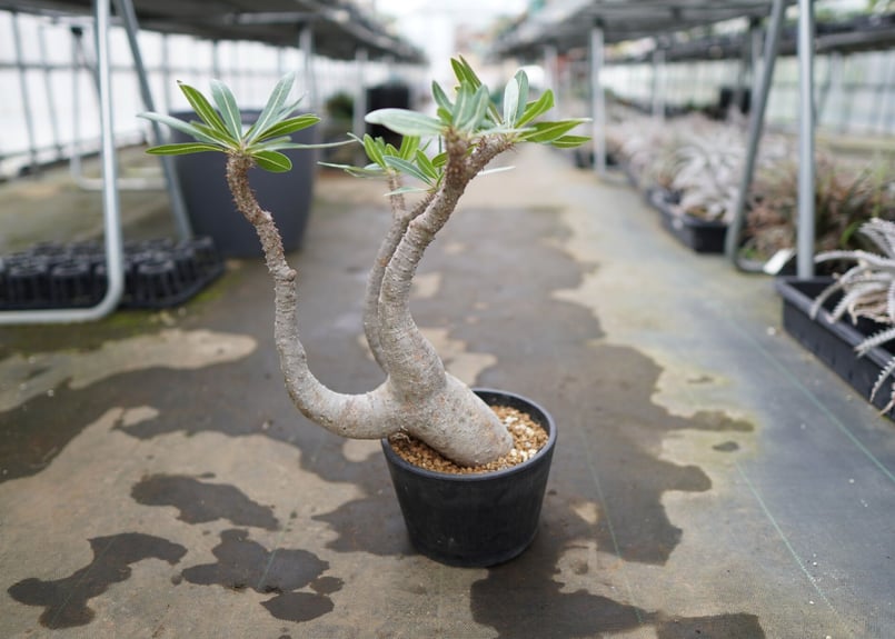 パキポディウム マカイエンセ | mana's farm:塊根植物・アガベ・ドライ