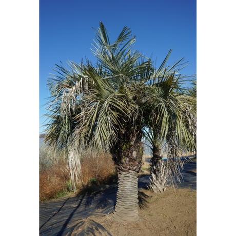 ココスヤシ | STORES