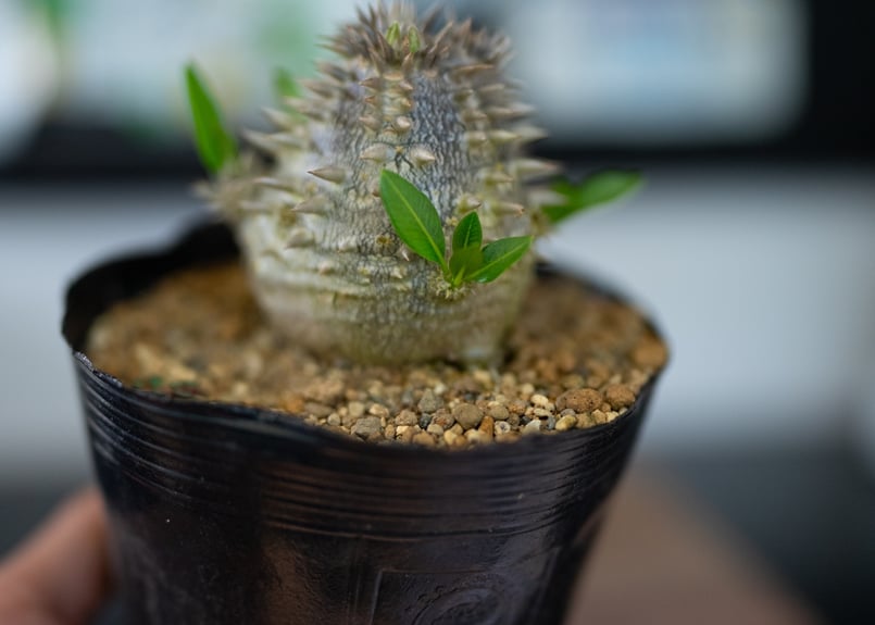 パキポディウム 恵比寿大黒 沖縄実生 | mana's farm:塊根植物・アガベ