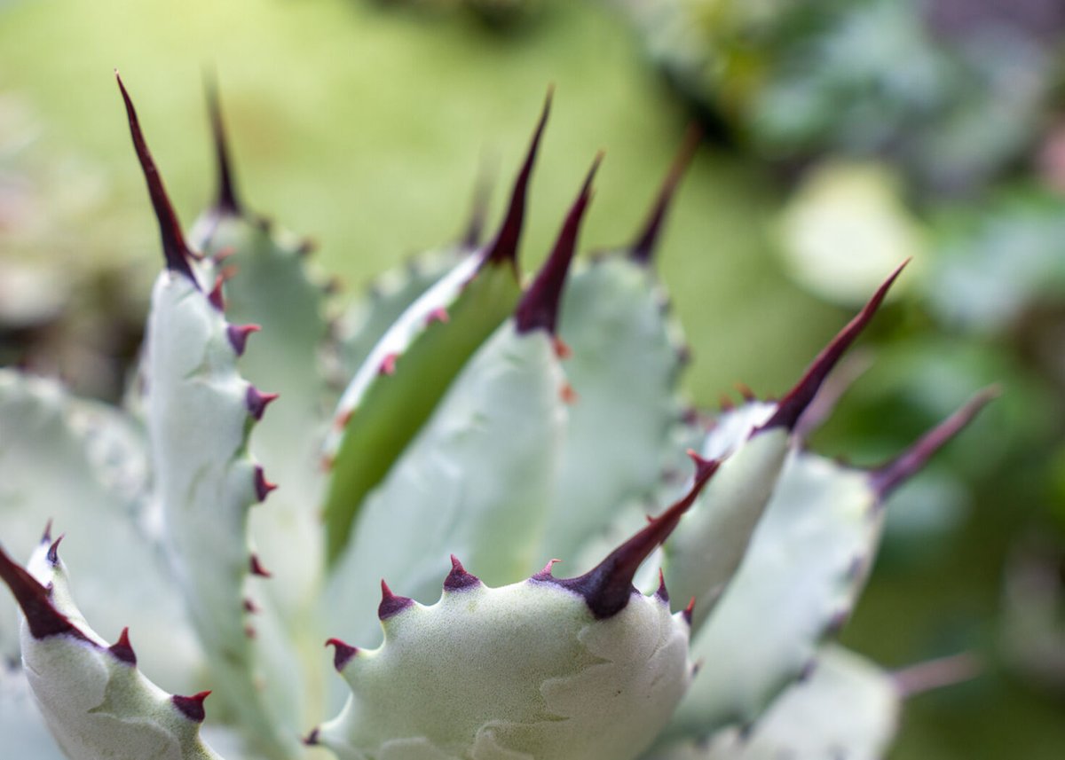 Agave macroacantha x Potatorum 中 NO.3 (G) | man