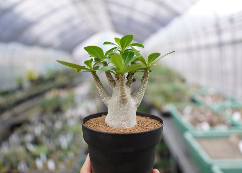 特選株！】アデニウム アラビカム《1》 | mana's farm:塊根植物