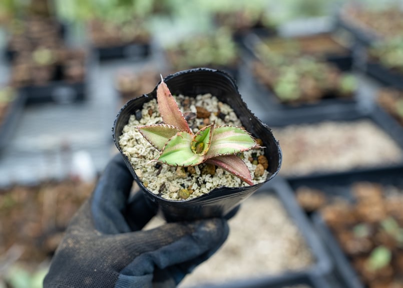 アガベ オテロイ 斑入り 沖縄実生 | mana's farm:塊根植物・アガベ