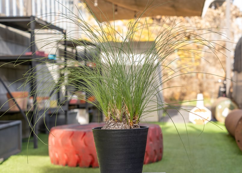 カリバナス フーケリー | mana's farm:塊根植物・アガベ・ドライ