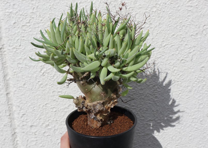 チレコドン レティキュラーツス 万物想 | mana's farm:塊根植物