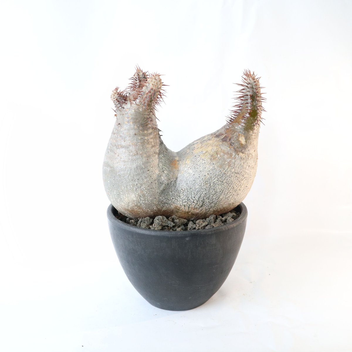 パキポディウム グラキリス 双頭株 №2 | mana's farm:塊根植物