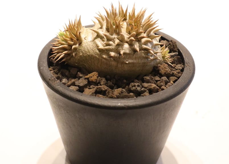 パキポディウム 恵比寿笑い 実生 | mana's farm:塊根植物・アガベ