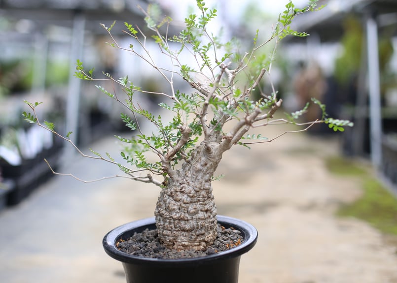 オペルクリカリア パキプス | mana's farm:塊根植物・アガベ・ドライ