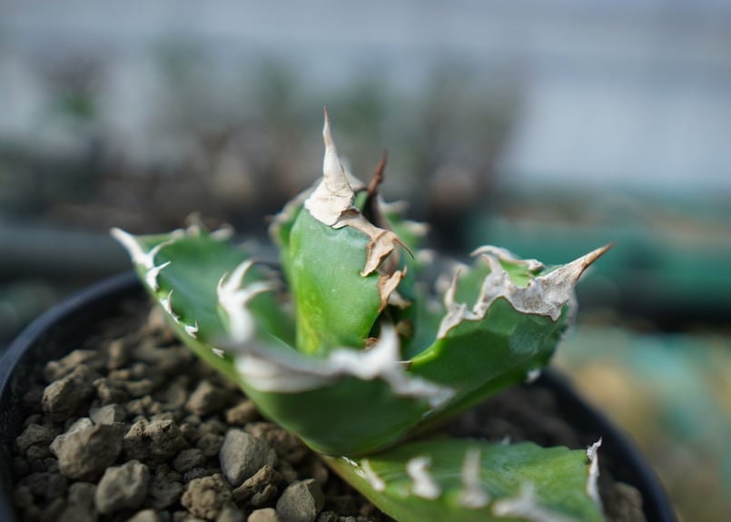 アガベ チタノタ ホワイトファイヤー agave titanota white fire 白火
