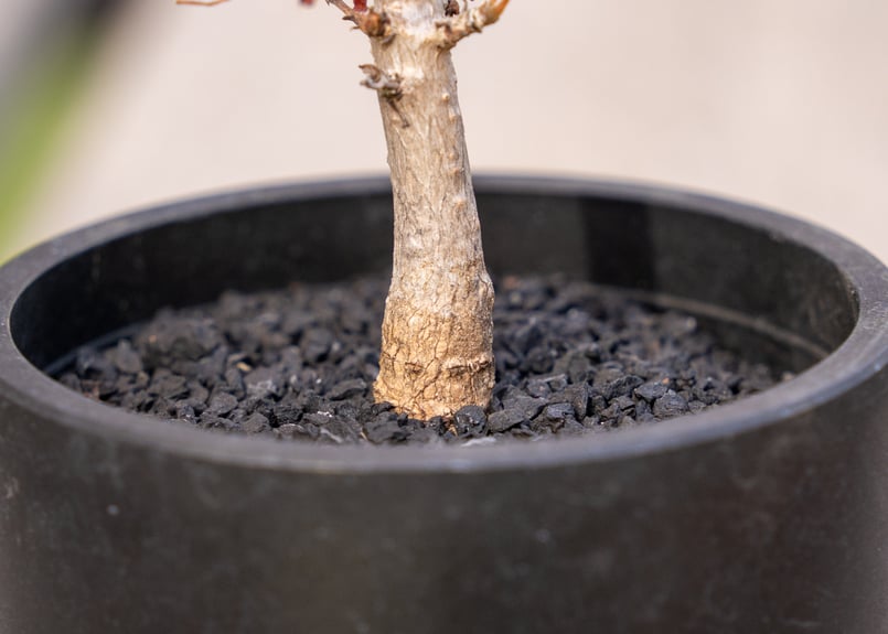 ボスウェリア ソコトラナ × ナナ 沖縄実生 | mana's farm:塊根植物