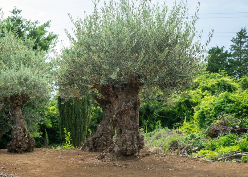 極太幹×樹肌美】真の古木オリーブ｜非公開農園より一点物入荷 | mana's