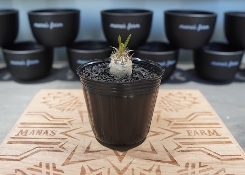 パキポディウム グラキリス 沖縄実生株 | mana's farm:塊根植物