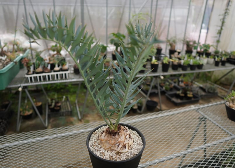 エンセファラルトス ホリダス Encephalartos horridus NO.2 |