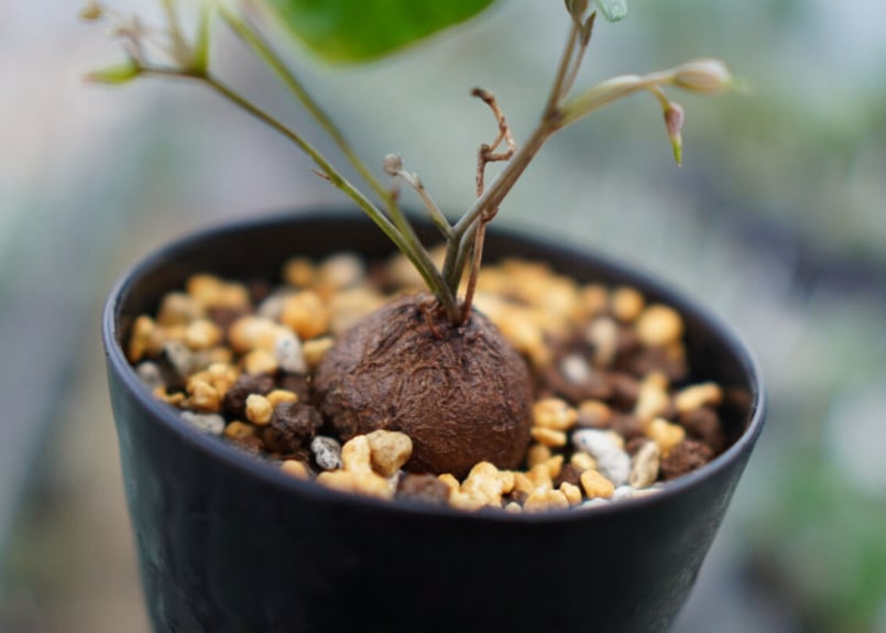 マナズファーム産】亀甲竜 実生 No.1 | mana's farm:塊根植物・アガベ