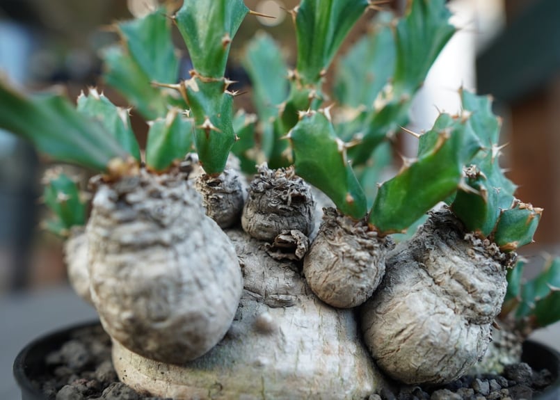 ユーフォルビア クラビゲラ Euphorbia clavigera | mana's farm