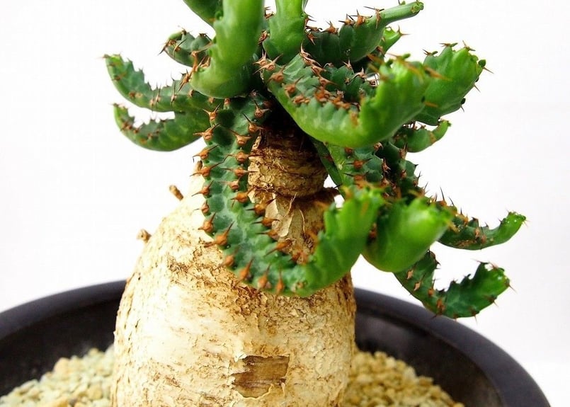 ユーフォルビア ステラータ 飛竜 Euphorbia stellata | mana's f