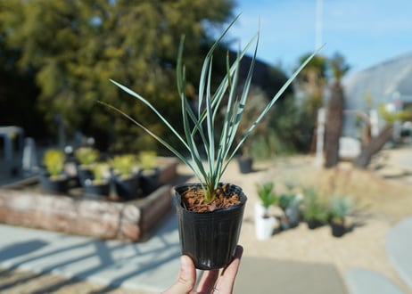 CATEGORY ユッカ | mana's farm:塊根植物・アガベ・ドライガーデン植物