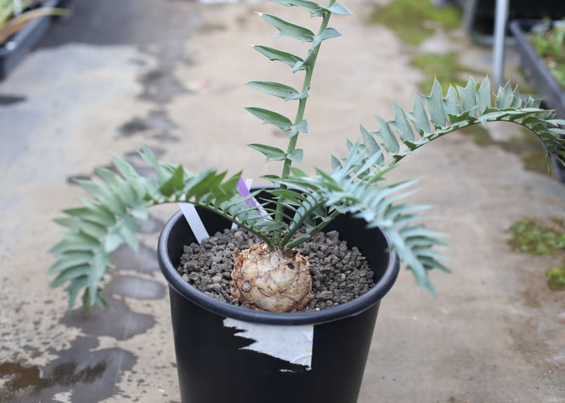 エンセファラルトス アレナリウス | mana's farm:塊根植物・アガベ