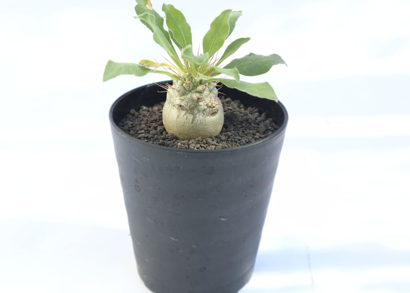 パキポディウム ナマクアナム 光堂 no.1 | mana's farm:塊根植物