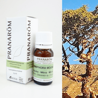 ペパーミント [10ml] | perfume onlineshop