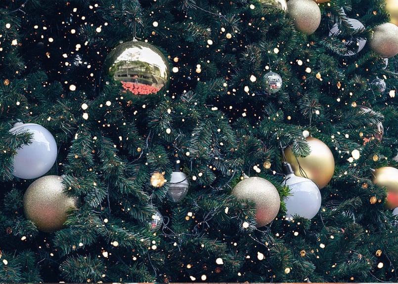 モミの木 苗木 大型 155cm❗12号❗綺麗な樹形 クリスマスツリー 鉢植済