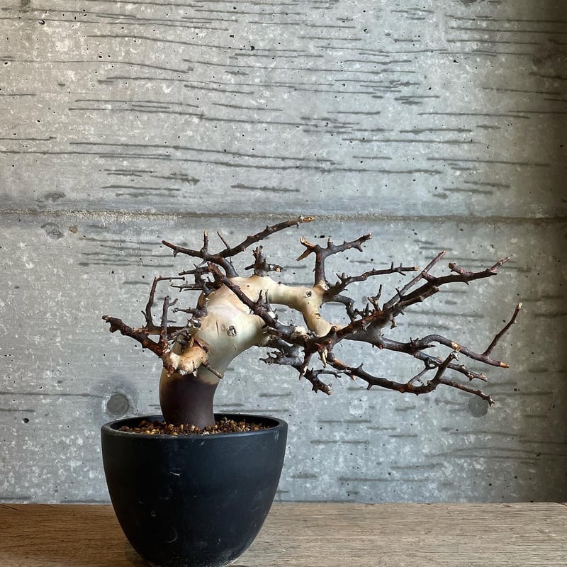 コミフォラ カタフ ピュア ソマリア産 | bot.