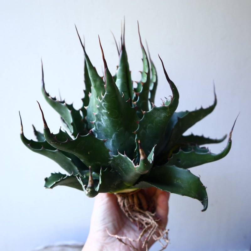 アガベ モンタナ Agave montana no.111027 | 芽の巣山
