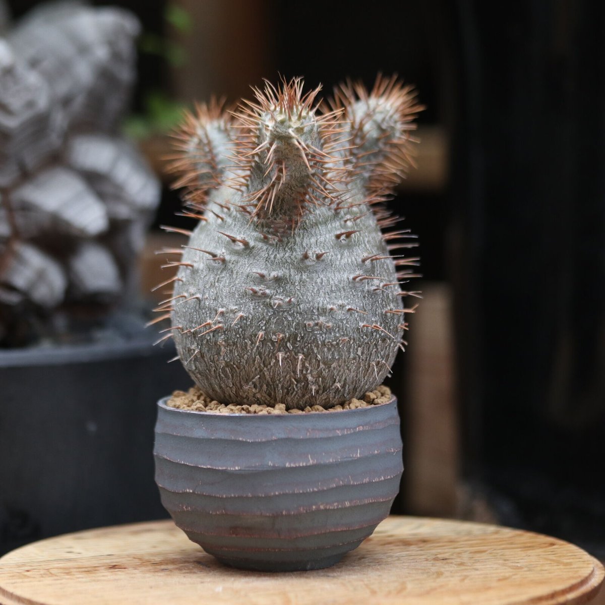 パキポディウム グラキリス 実生／Pachypodium gracilius no.