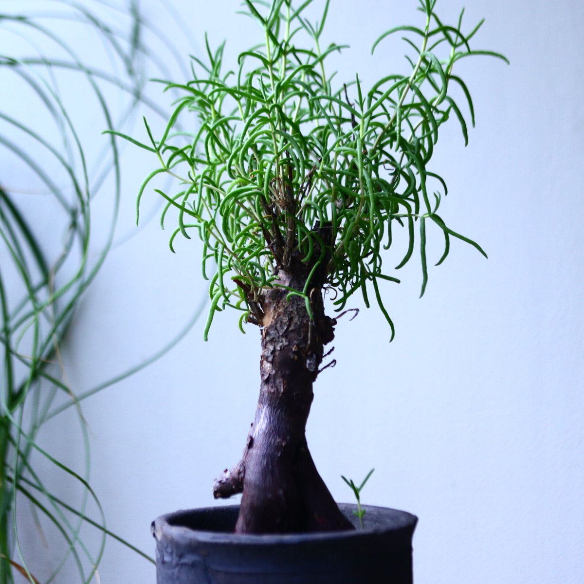 メストクレマ ツベローサム Mestoklema tuberosum no.