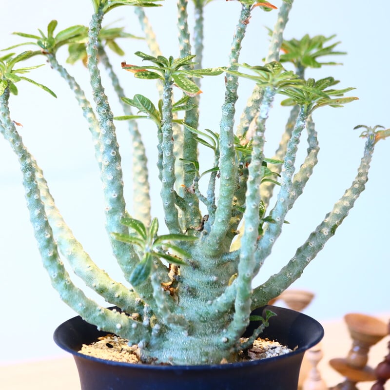 ドルステニア ギガス / Dorstenia gigas no.51416 | 芽の巣山