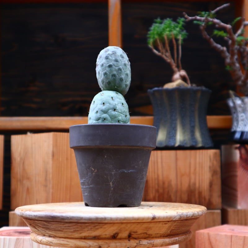 テフロカクタス ゲオメトリクス／Tephrocactus geometricus no.