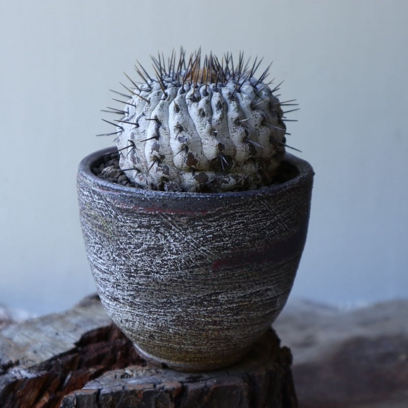 コピアポア 孤竜丸 Copiapoa cinerea var. columna-alba