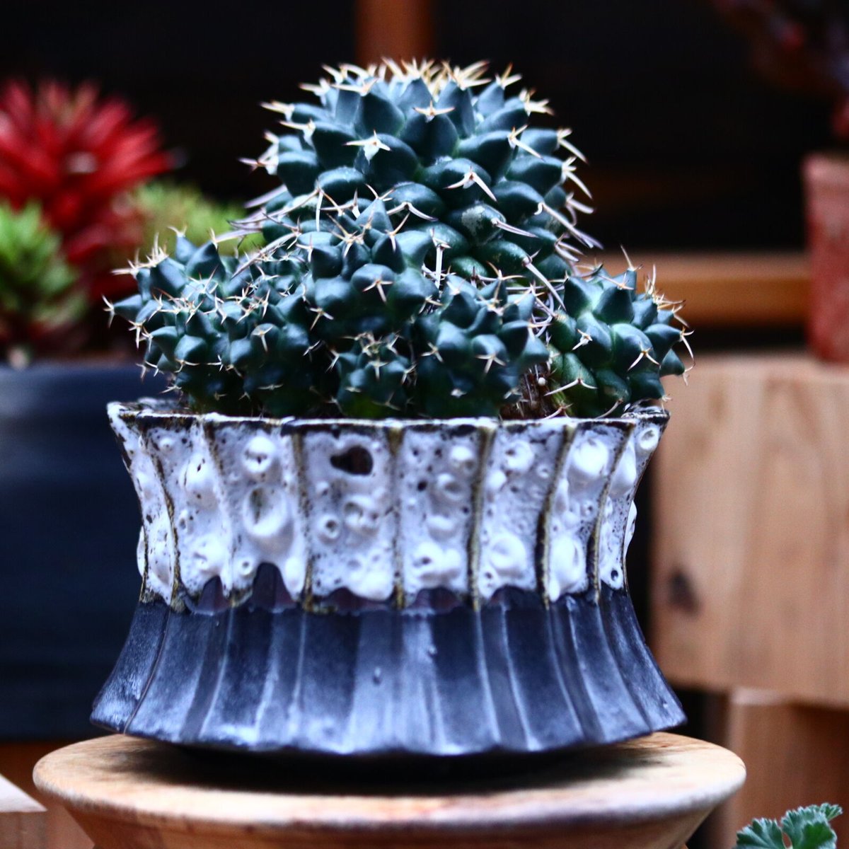 マミラリア マグニママ／Mammillaria magnimamma no.21330