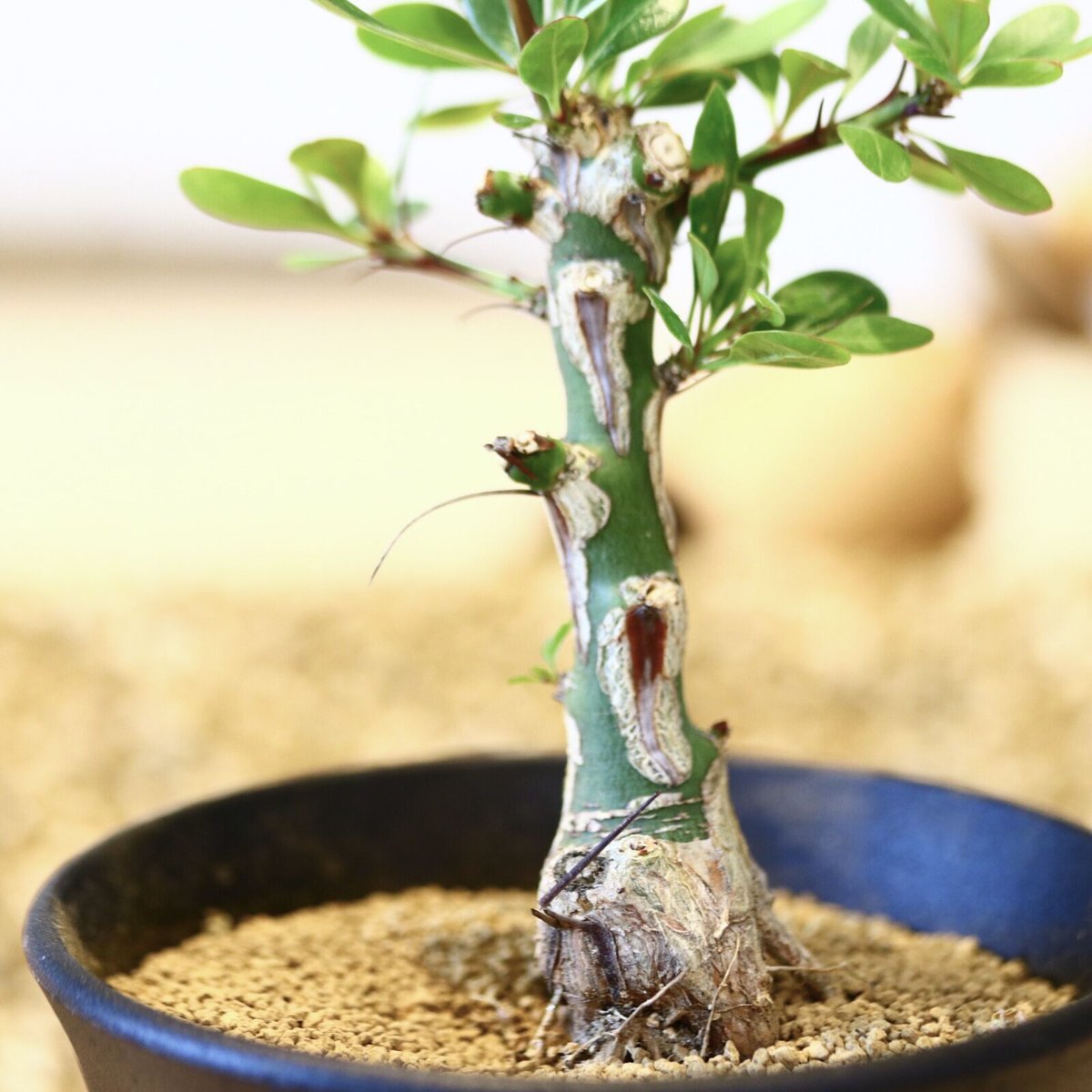 フォークイエリア ファシクラータ / Fouquieria fasciculata no.4