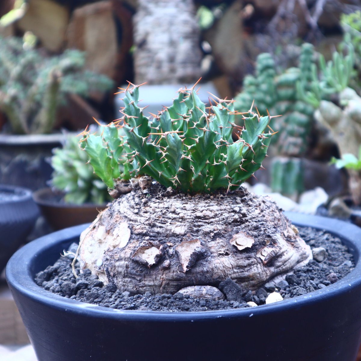 ユーフォルビア クラビゲラ Euphorbia clavigera no.41816