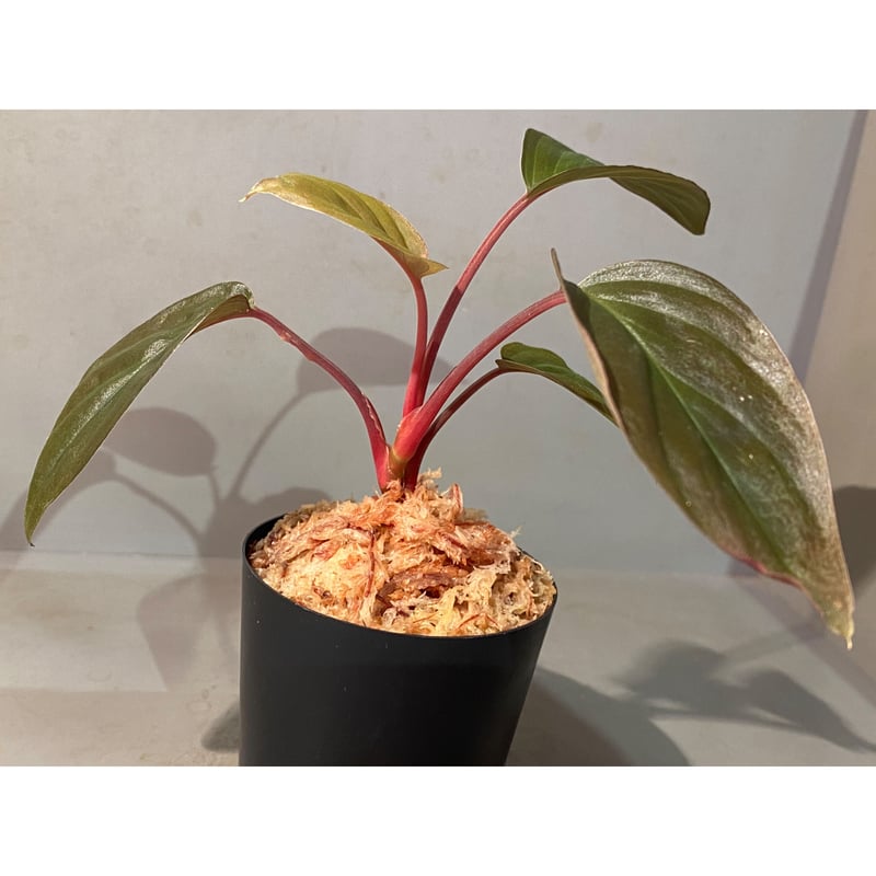 Homalomena sp. from Sarawak | M・R・G・R