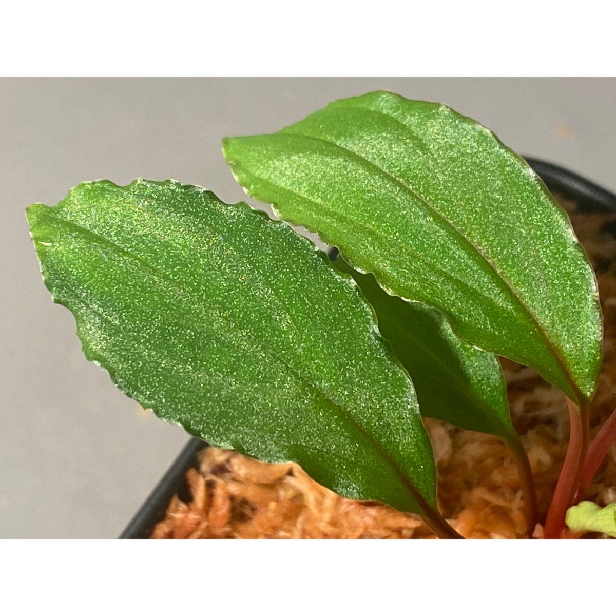 Homalomena sp. from Riau sumatera [LA0815-01] |