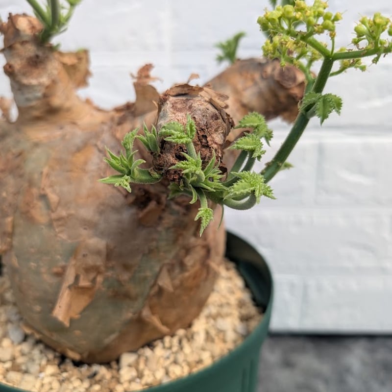 キフォステンマ マクロプス 7 Cyphostemma uter macropus 【発根済】