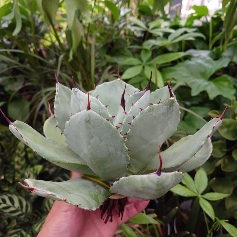 アガベ パリー トランカータ 斑入り 縞斑 アガベ パリー トランカータ