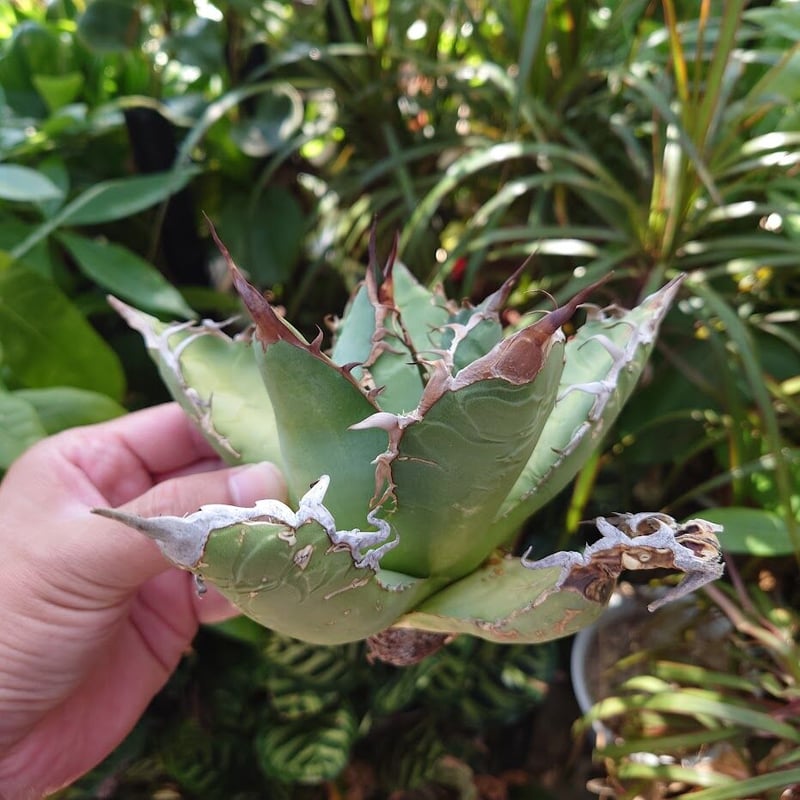 アガベ チタノタ オアハカ Agave titanota Oaxaca 11 | Mellow