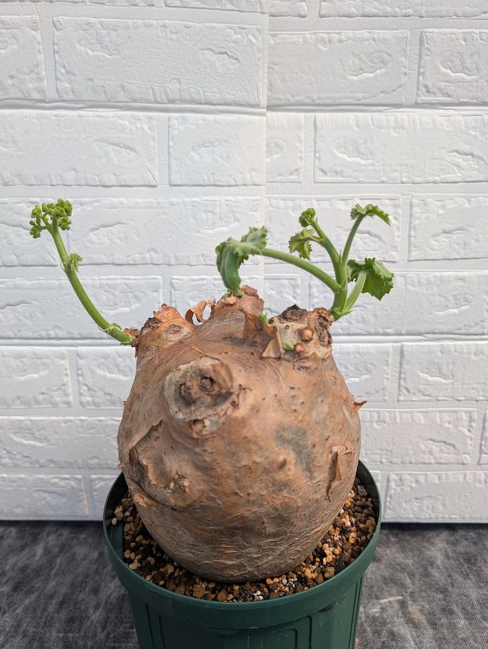 キフォステンマ マクロプス 4 Cyphostemma uter macropus 【発根済】