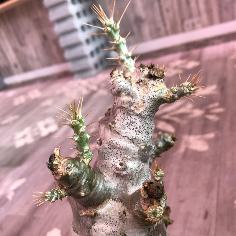 packypodium saundersii（L size）※現地球発根済み株‼︎ ※