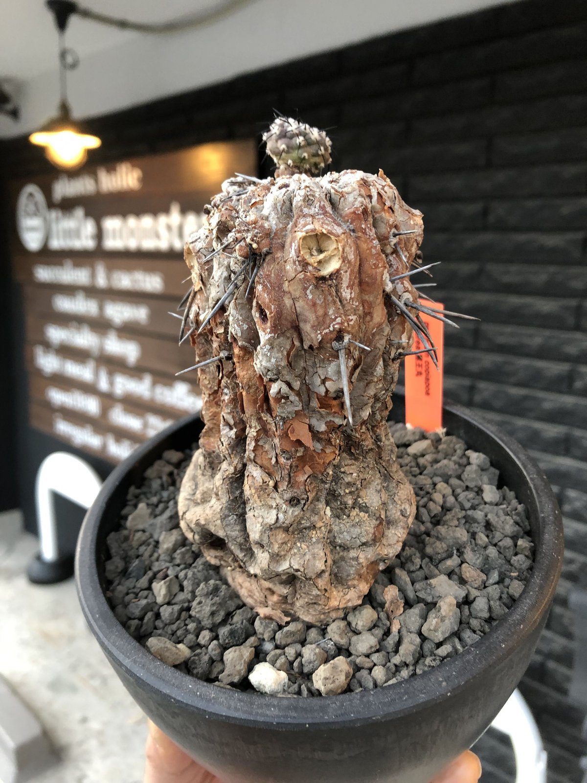 copiapoa cinerea 黒王丸《M size》※現地球発根後店主国内管理21年株※極