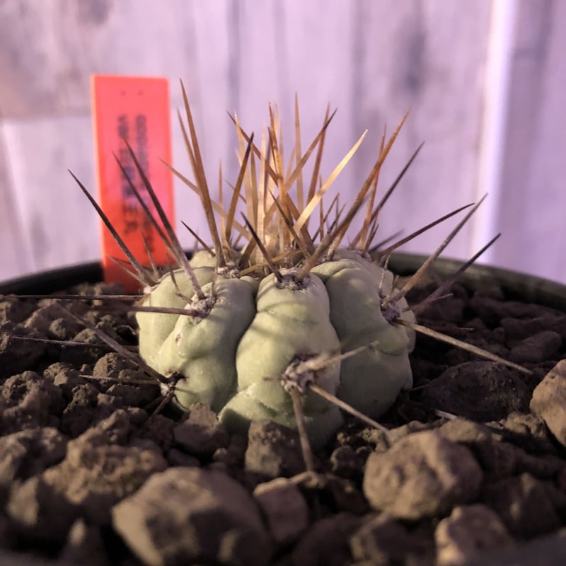 copiapoa cinerea 長棘黒王丸《S size》※現地球株カキ仔自根株‼︎※
