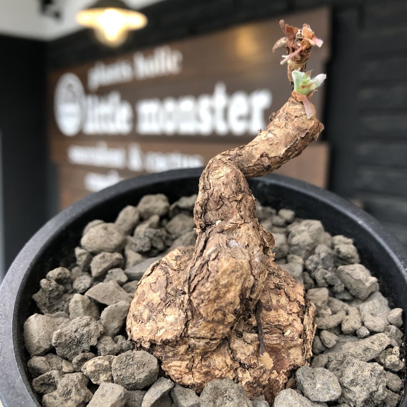 pelargonium triste《M size》※現地球発根後店主国内管理1年株※味深き