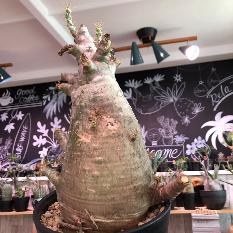 packypodium saundersii（L size）※現地球発根済み株‼︎ ※