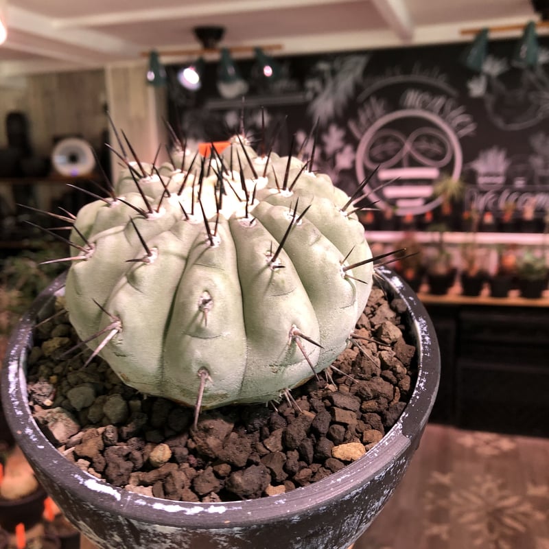 copiapoa cinerea 黒王丸《L size》激希少‼︎※現地球発根済株※店主