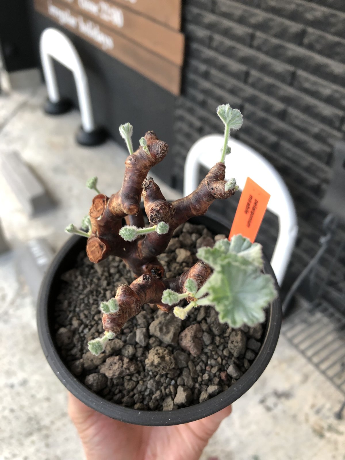 pelargonium mirabile《M size》※現地球店主国内管理4年株※愛おしく